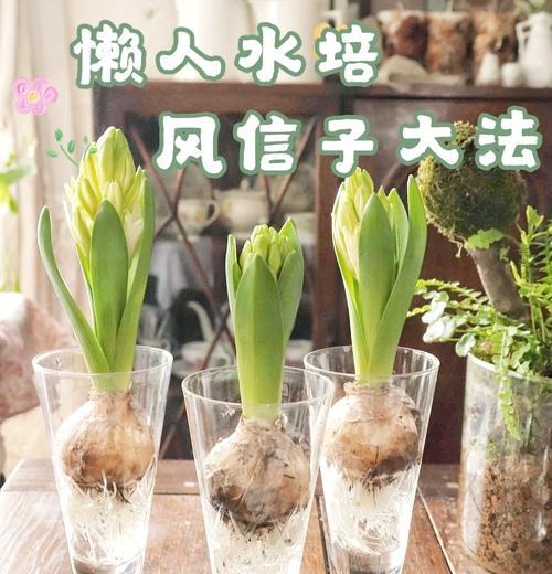 风信子的种植方法土培风信子盆土选择一般选择草炭土？