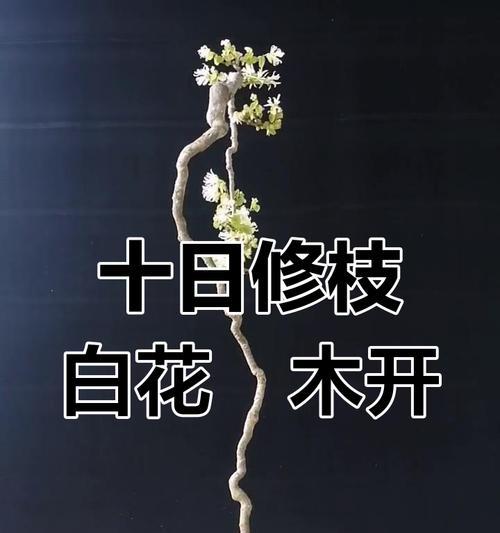 这白花植物是什么答案是白花檵木？