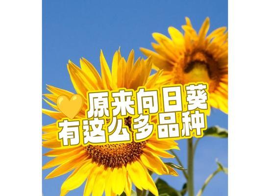 向日葵从观赏花卉到经济作物的华丽转身你知道背后的故事？