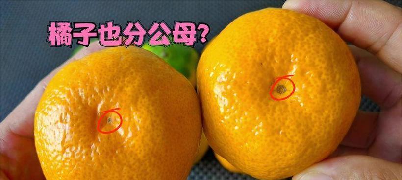 新手也能养好的8种菊花分2类教你挑附养护干货？