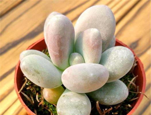 新手也能养好的8种菊花分2类教你挑附养护干货？