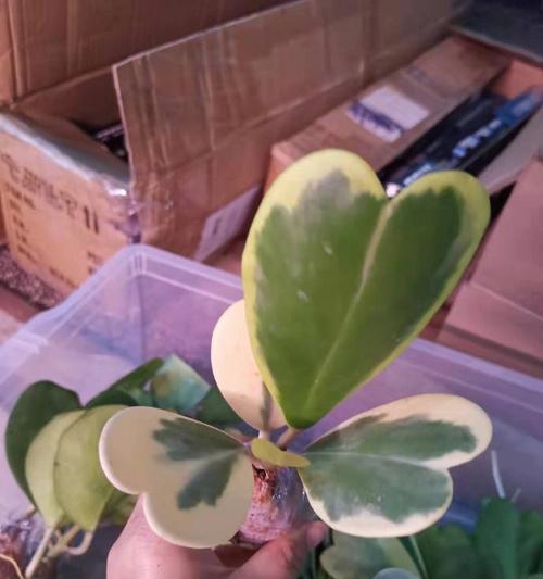 球兰中带锦的品种有哪些内锦18种介绍？