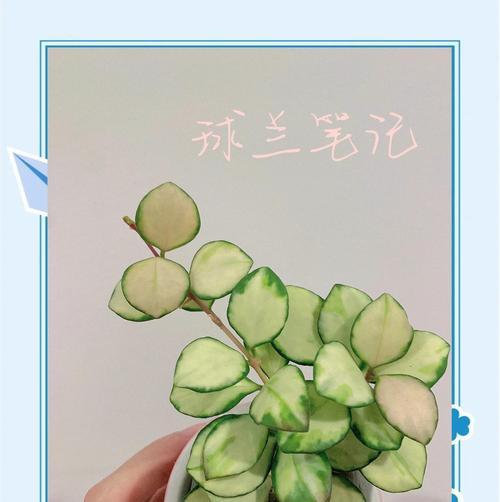 球兰中带锦的品种有哪些内锦18种介绍？