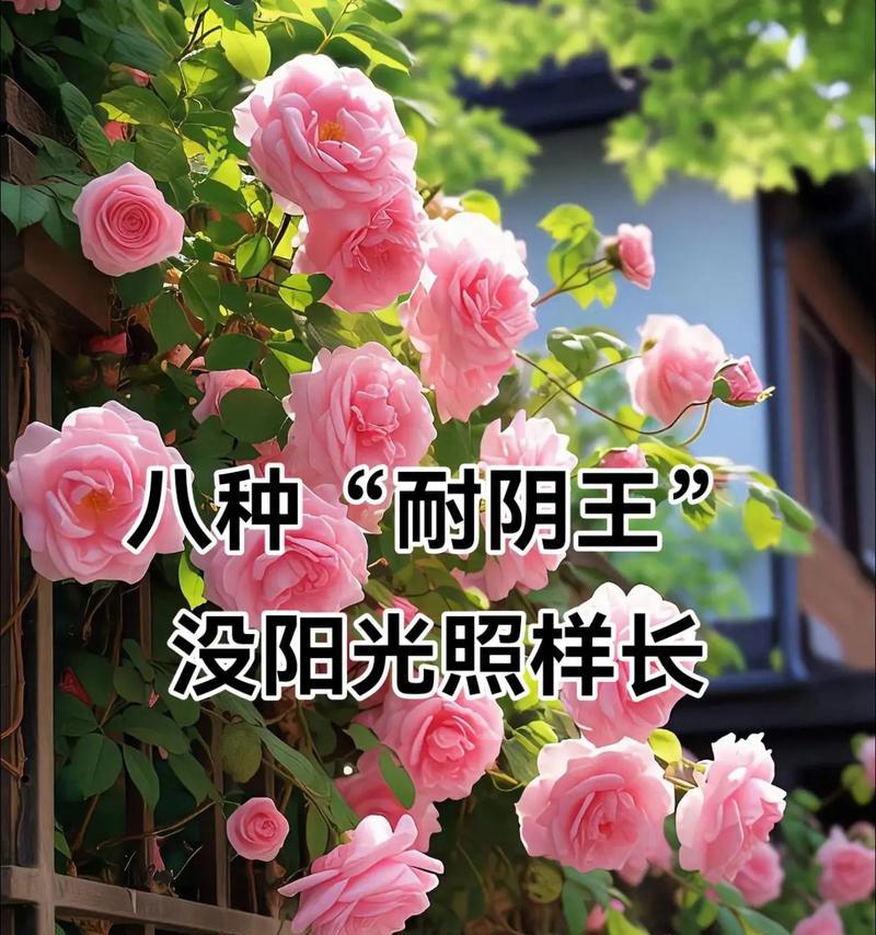 非洲茉莉耐阴吗是耐阴植物吗？