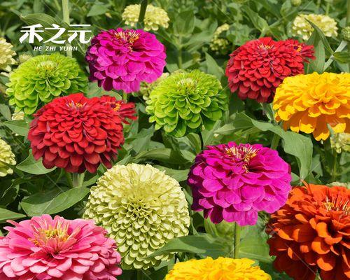 百日草重瓣太阳花高度？