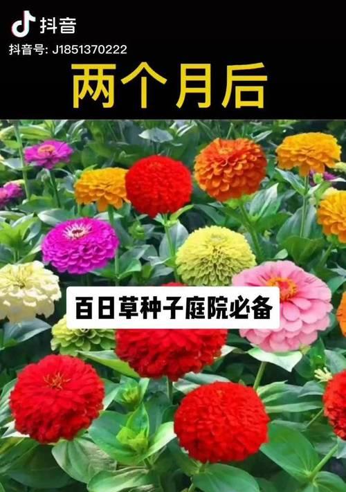 百日草重瓣太阳花高度？
