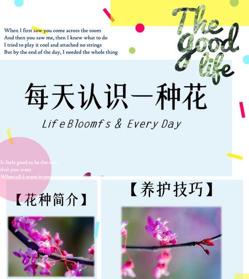 春季还是秋季种植南非万寿菊更好？
