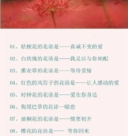 春季还是秋季种植南非万寿菊更好？