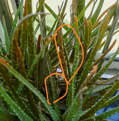 掌握哪些要点可以规避芦荟的养护风险？
