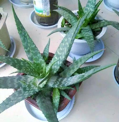 掌握哪些要点可以规避芦荟的养护风险？
