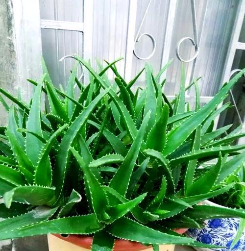 掌握哪些要点可以规避芦荟的养护风险？