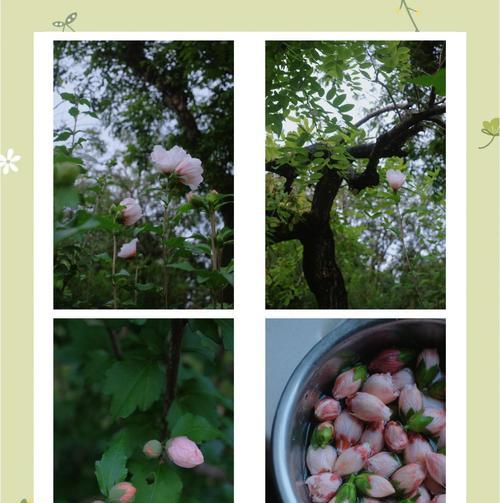 木槿花如何在夏季绽放美丽？