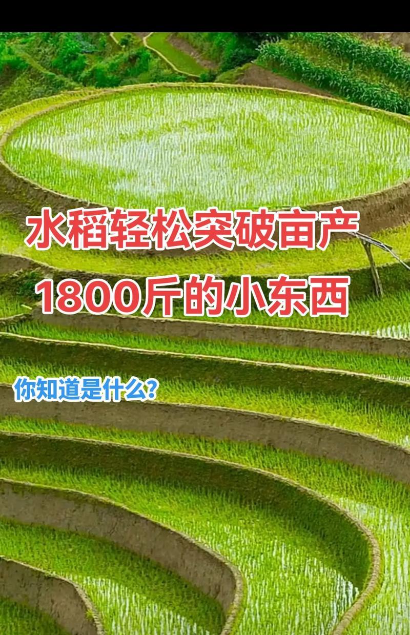 如何轻松亩产超3？