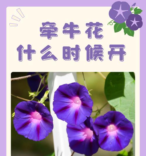 牵牛花为何有这个特点？