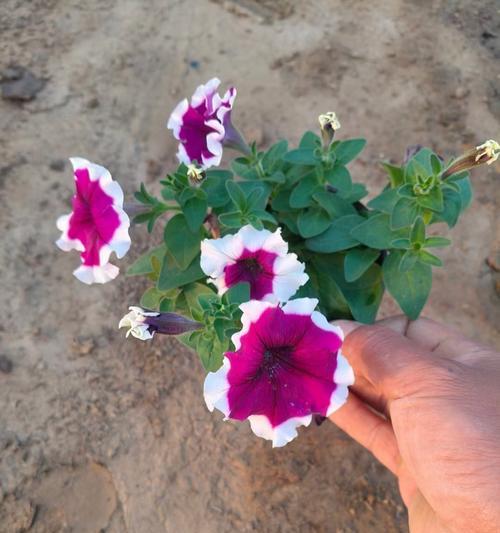 牵牛花为何有这个特点？