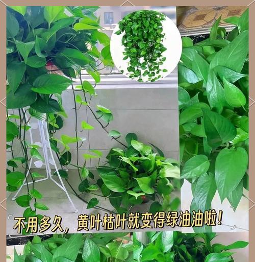 如何养护绿萝并赏析其美？