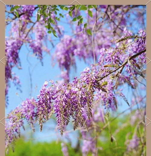 如何养护紫藤花并欣赏其美？