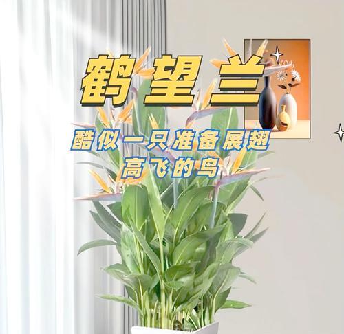 望鹤兰在北方如何养殖？