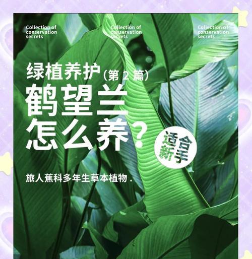 望鹤兰在北方如何养殖？