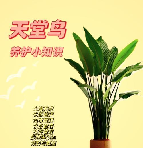 鹤望兰养殖攻略是什么？