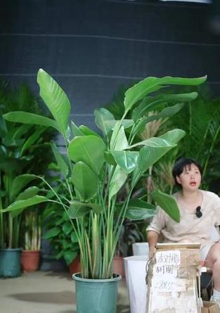 鹤望兰养殖攻略是什么？