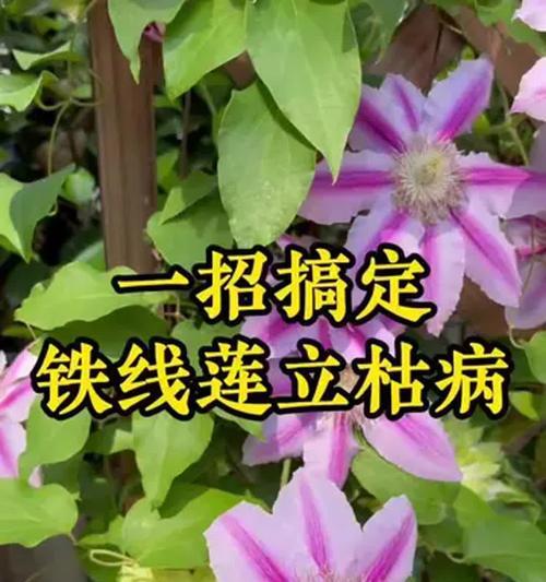 如何轻松养好铁线莲？