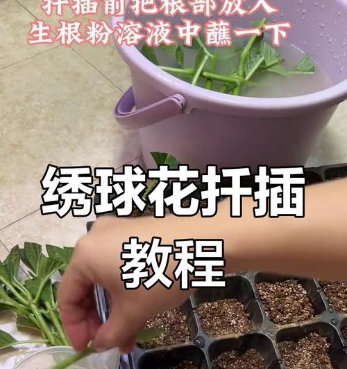 如何养护绣球花？