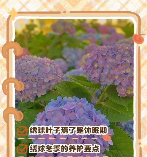 绣球花的魅力与养护要点是什么？