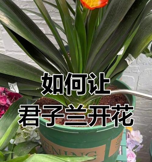如何让君子兰长寿且繁花盛开？