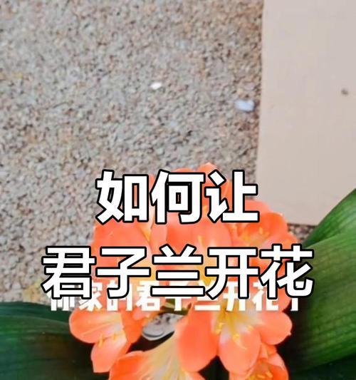 如何让君子兰长寿且繁花盛开？