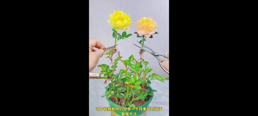 月季花有哪些繁殖方式？如何展现其独特魅力？