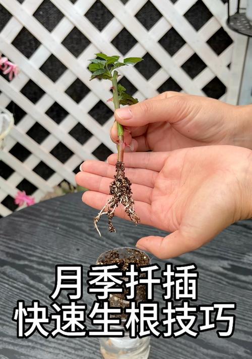 扦插生根有哪些技巧？常见问题如何解答？