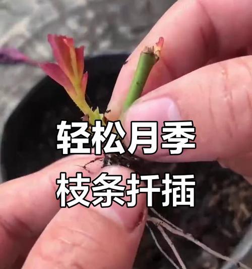 扦插生根有哪些技巧？常见问题如何解答？