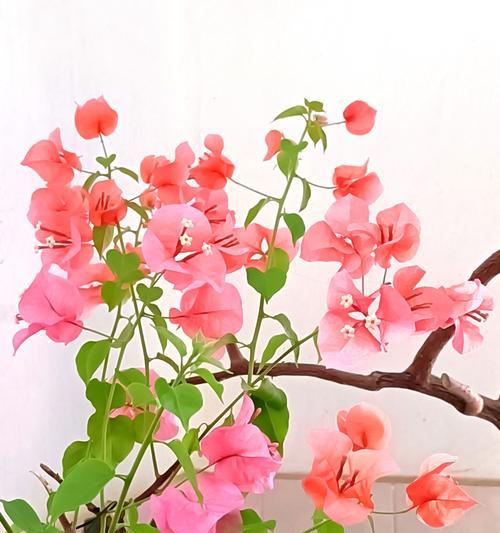 三角梅如何高效扦插？三步打造满盆花瀑的秘诀是什么？