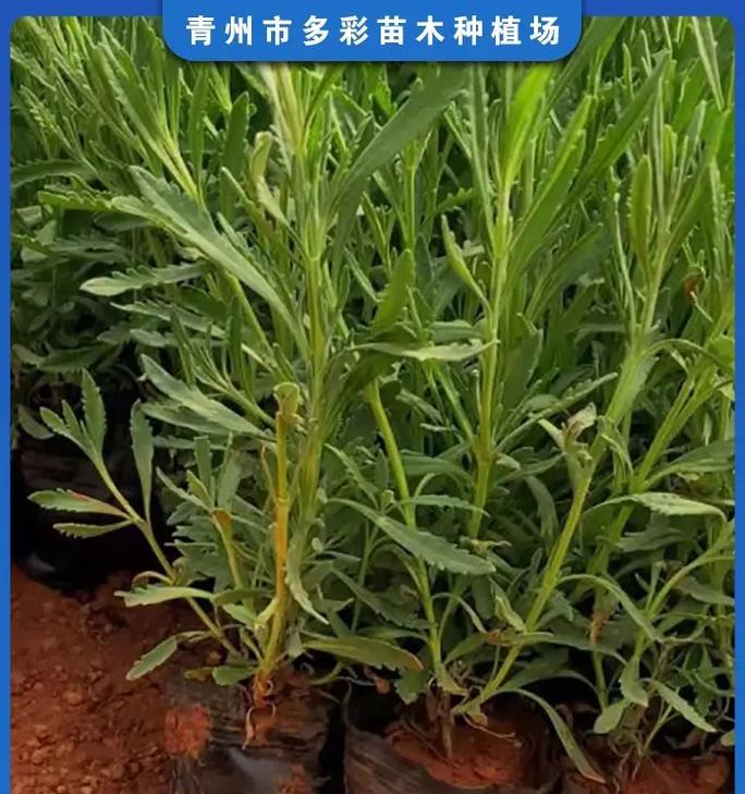 薰衣草的最佳种植时间是什么时候？种植时应注意什么？