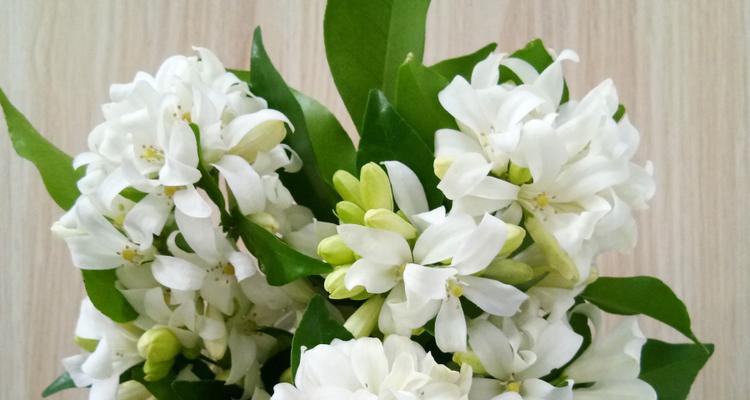栀子花的花期是怎样的？有哪些特点和注意事项？