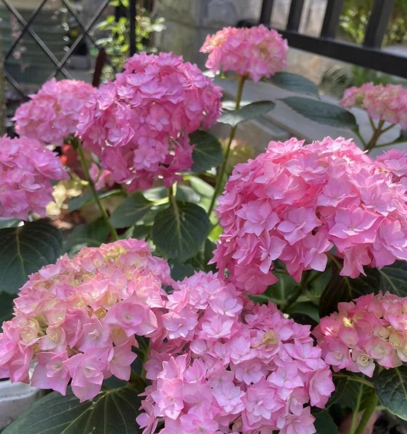 绣球花的花期有哪些特点？如何进行盘点？