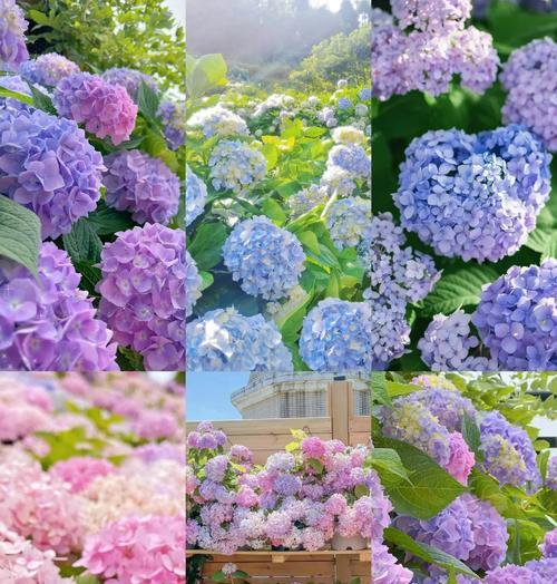 绣球花的花期有哪些特点？如何进行盘点？