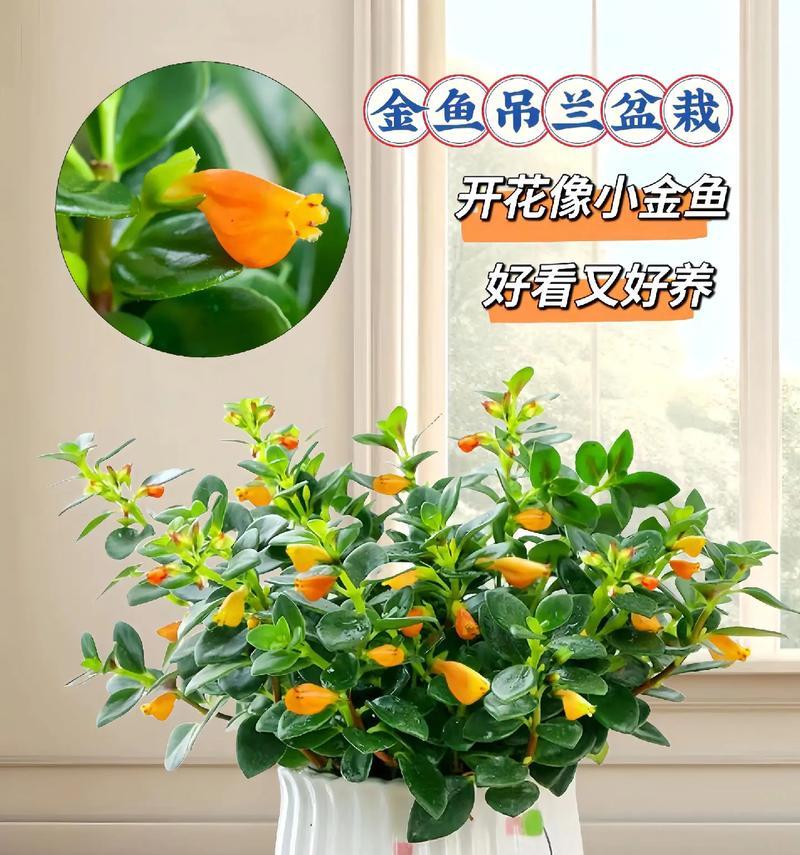 金鱼吊兰怎样才能开花爆盆？有哪些养护技巧？