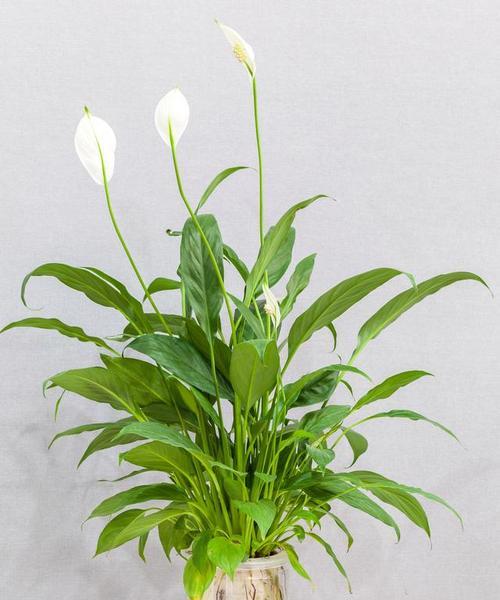 广西适合种植哪些盆栽植物？有哪些推荐？