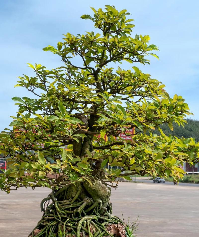 广西适合种植哪些盆栽植物？有哪些推荐？