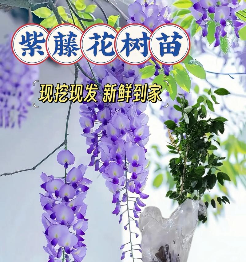 北方移栽紫藤的最佳时间是什么时候？有哪些注意事项？