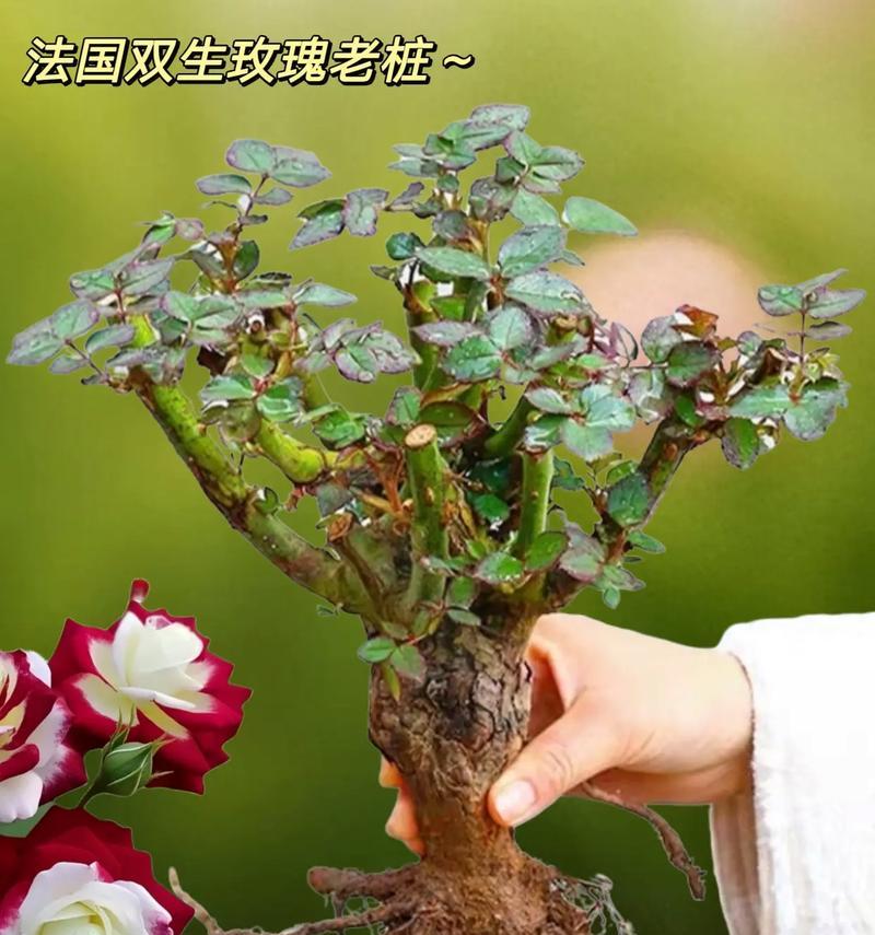哪些花卉寓意永不分离？如何进行盘点？