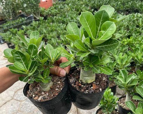 沙漠玫瑰应该如何种植？有哪些种植方法？
