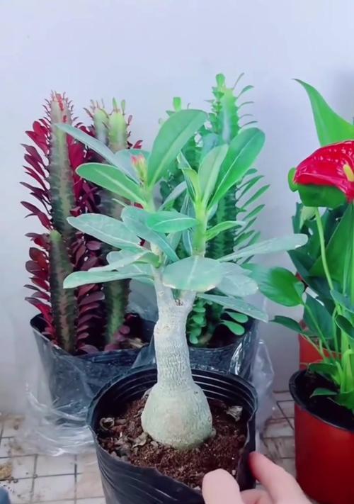 沙漠玫瑰应该如何种植？有哪些种植方法？