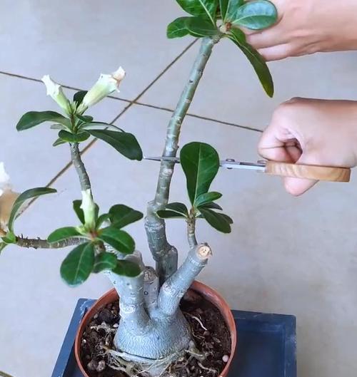 沙漠玫瑰应该如何种植？有哪些种植方法？