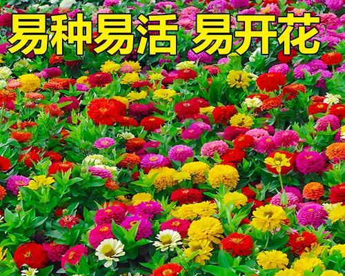 百日草为何不开花？可能的原因有哪些？