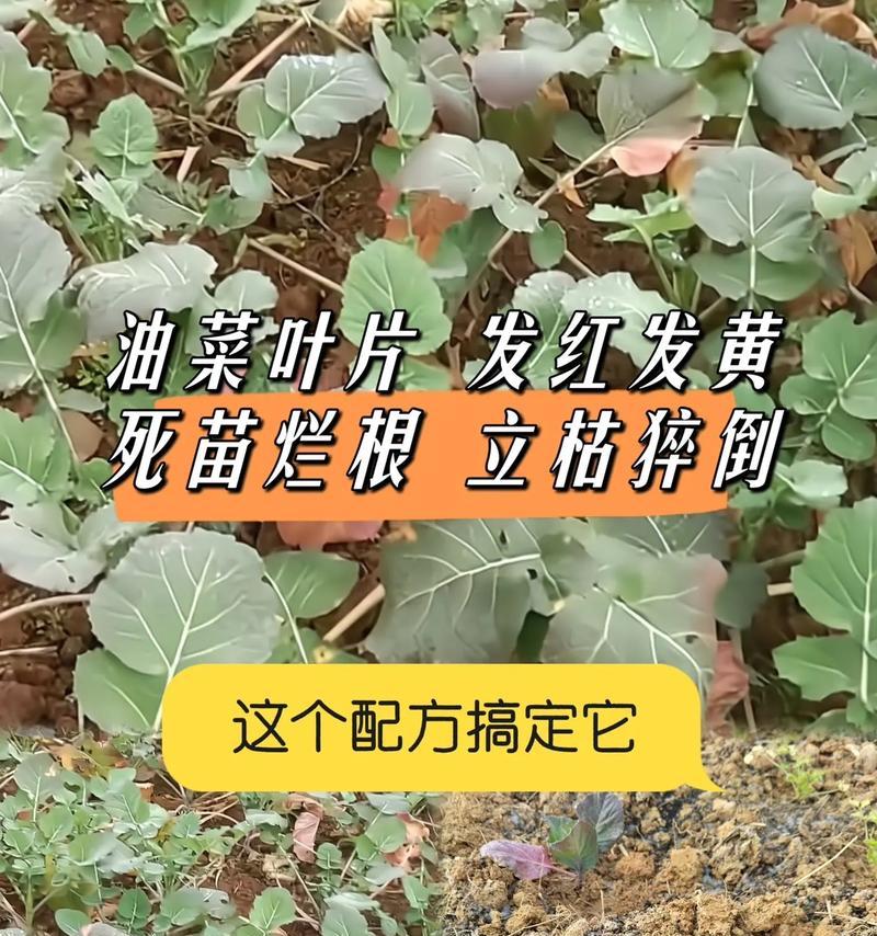农作物黄叶现象的成因是什么？有哪些有效的对策？