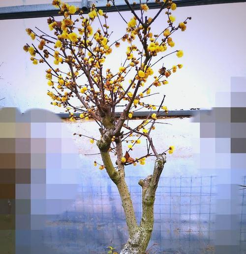 盆景腊梅花腊梅如何养护？有哪些注意事项？