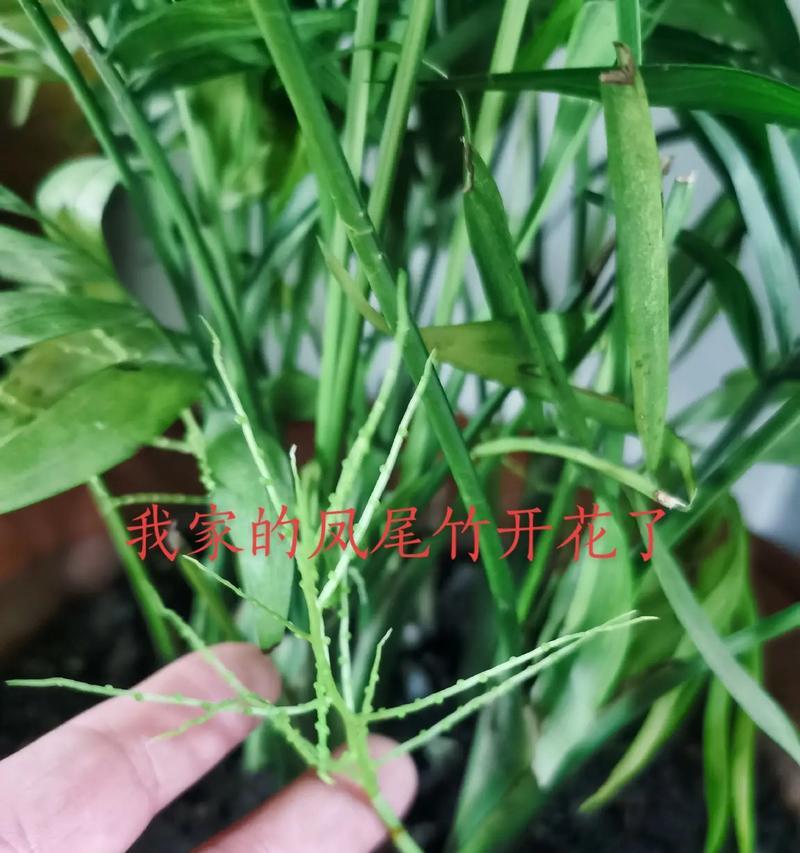 凤尾竹开花有什么寓意？凤尾竹的养护技巧有哪些？